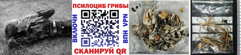 kraken как зайти  Елизаветинская  Псилоцибиновые грибы Psilocybe 